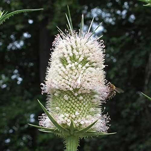Vue 3 de Cardere Sauvages Dipsacus Fullonum