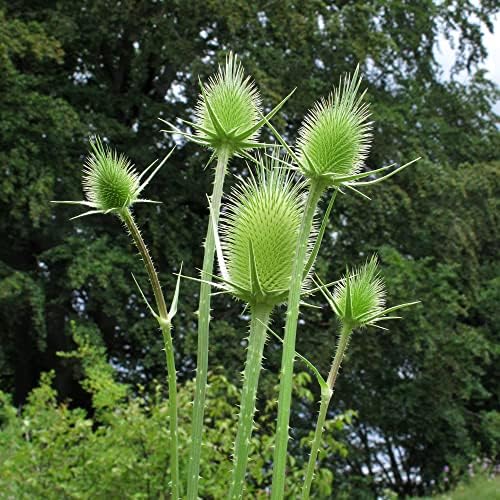 Vue 5 de Cardere Sauvages Dipsacus Fullonum