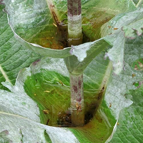 Vue 6 de Cardere Sauvages Dipsacus Fullonum
