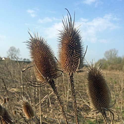 Vue 7 de Cardere Sauvages Dipsacus Fullonum