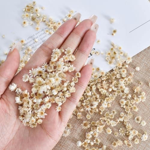 Vue 5 de Petites Fleurs Sechees Delicates