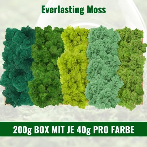 Vue 2 de Mousse De Rennemousse Sechee