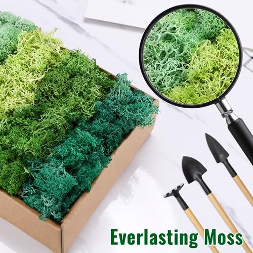 Vue 4 de Mousse De Rennemousse Sechee