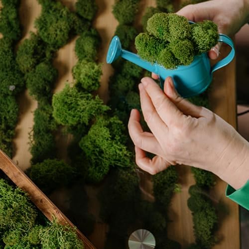 Vue 5 de Mousse De Rennemousse Sechee