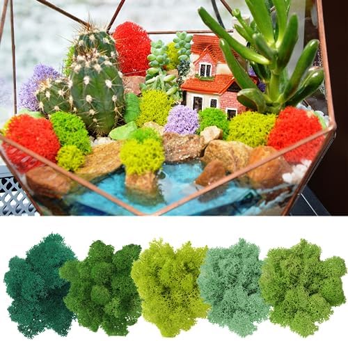 Vue 6 de Mousse De Rennemousse Sechee