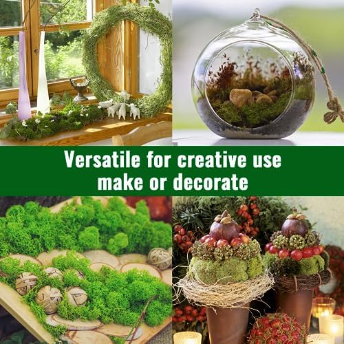 Vue 7 de Mousse De Rennemousse Sechee