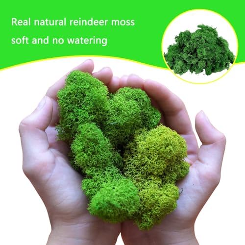 Vue 3 de Artificielle Sechee Moussegpaquetsmousse Artificielle