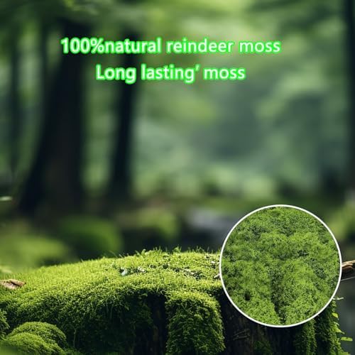 Vue 4 de Artificielle Sechee Moussegpaquetsmousse Artificielle