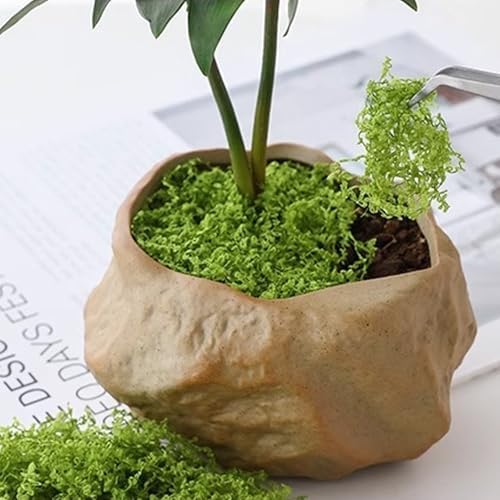 Vue 6 de Artificielle Sechee Moussegpaquetsmousse Artificielle