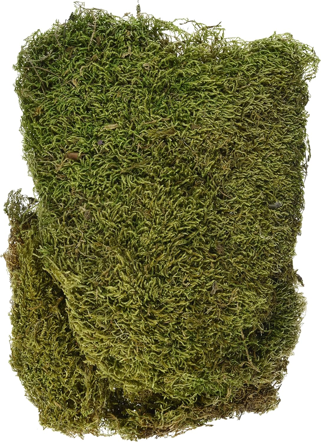 Rayher Mousse Naturelle Sechee