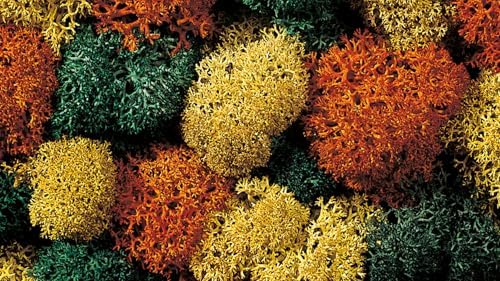 Vue 2 de Noch Mousse Dautomne Assorti