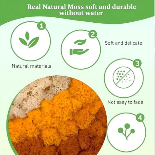 Vue 2 de Mousse De Renne Mousse