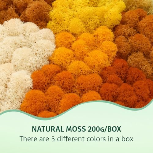 Vue 3 de Mousse De Renne Mousse