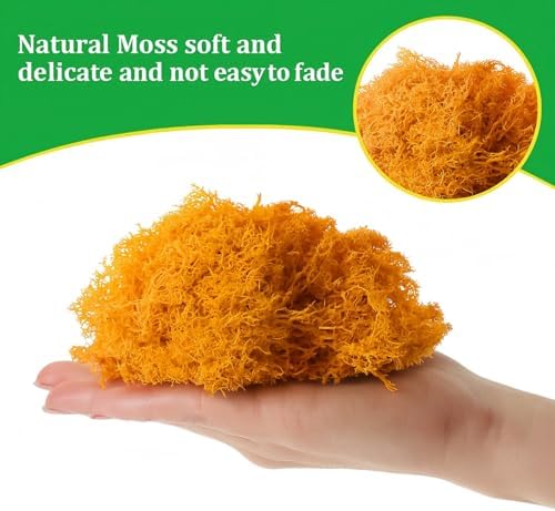 Vue 4 de Mousse De Renne Mousse