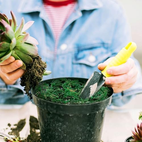 Vue 4 de Fausse Mousseg Mousse Naturelle