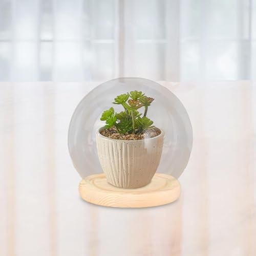 Vue 3 de Cloches En Verre Transparent