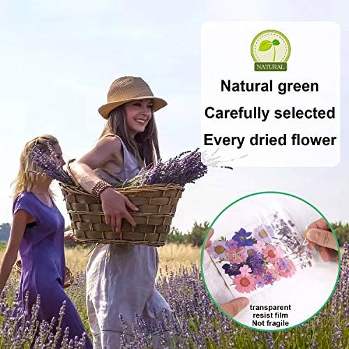 Vue 3 de Fleurs Sechees Pressees Naturelles