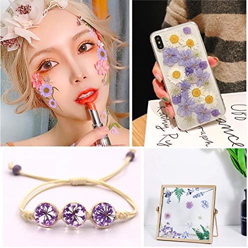 Vue 5 de Fleurs Sechees Pressees Naturelles