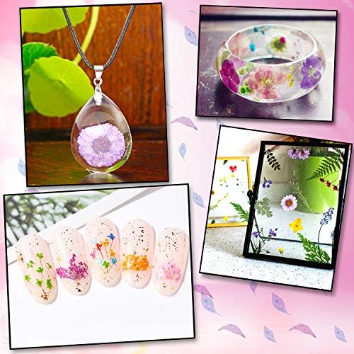 Vue 6 de Fleurs Sechees Pressees Naturelles