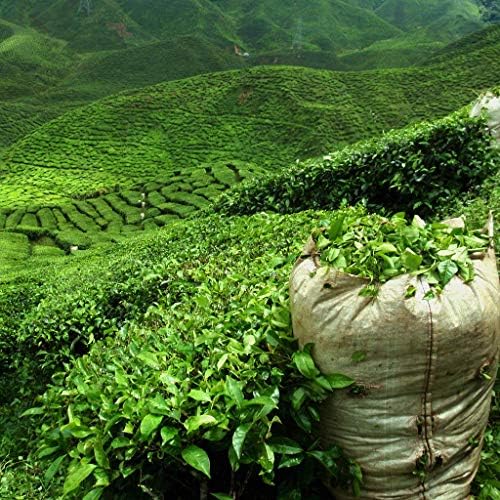 Vue 6 de Fleurs Dhibiscus Bio Fleurs