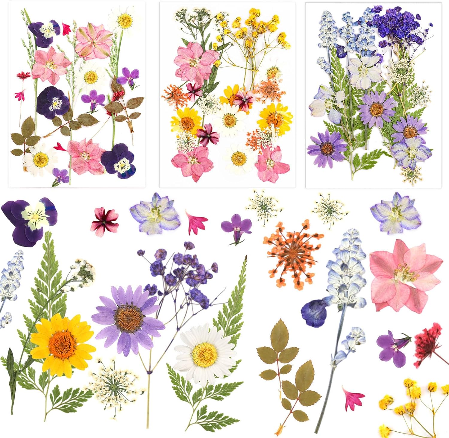 Nviyam Pcs Fleurs Sechees