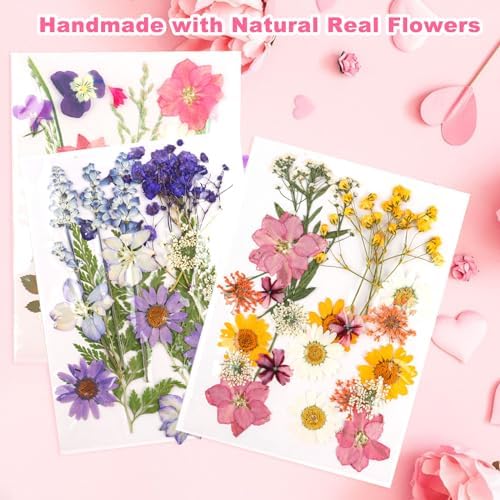 Vue 7 de Nviyam Pcs Fleurs Sechees