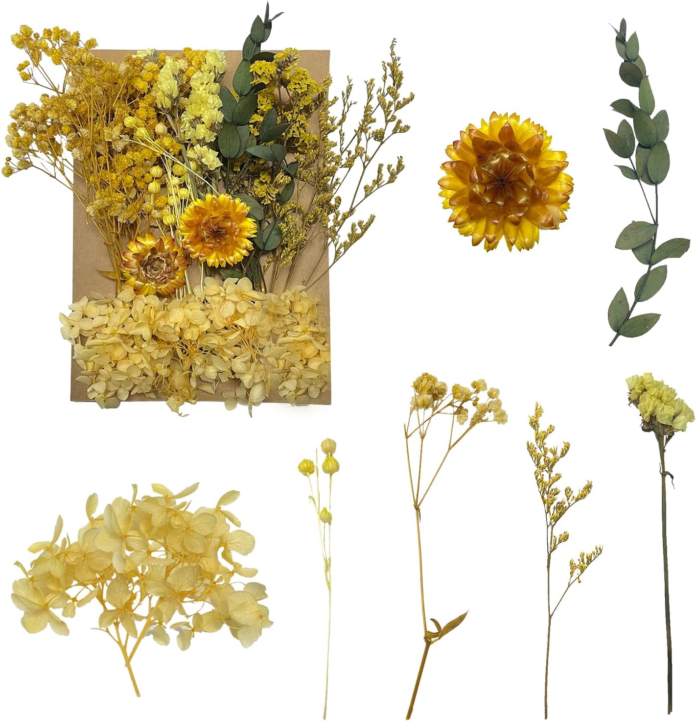 Fleurs Sechees Fleurs Pressees