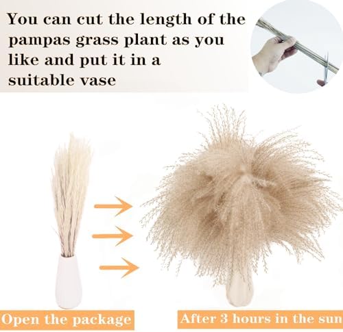 Vue 4 de Decoration De Pampas Sechee