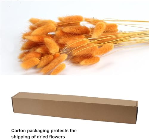 Vue 3 de Huaesin Pcs Herbe De