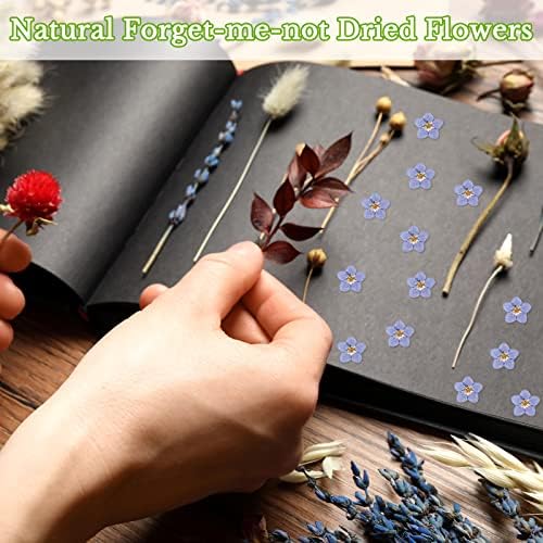 Vue 4 de Pcs Fleurs Pressees Sechees