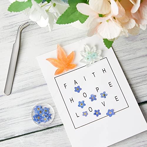 Vue 6 de Pcs Fleurs Pressees Sechees