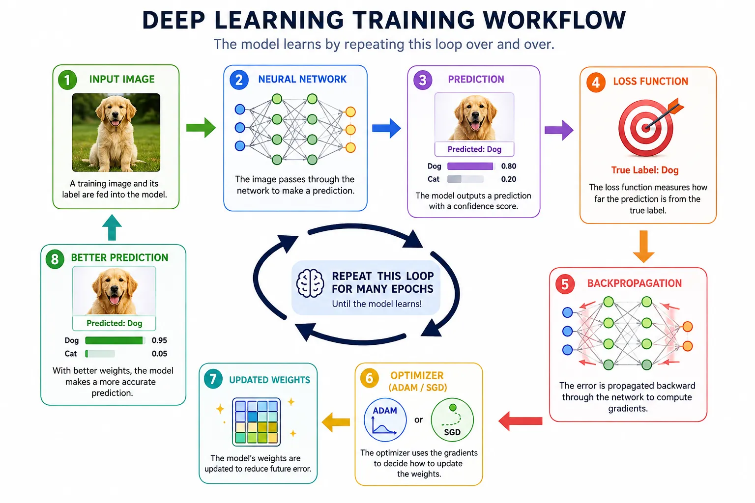 loss backpropagation optimizer neural network training cycle