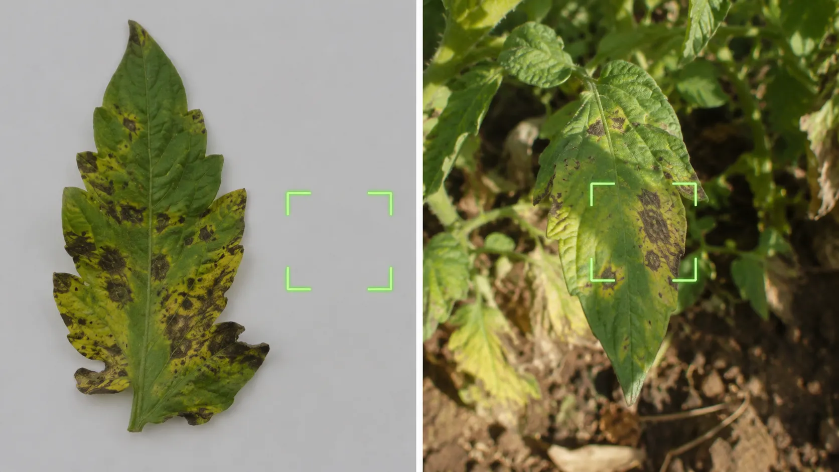 Difference between controlled leaf images and real farm disease photographs.
