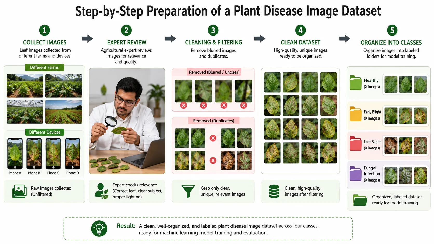 Steps for collecting, verifying and organising a plant disease dataset.