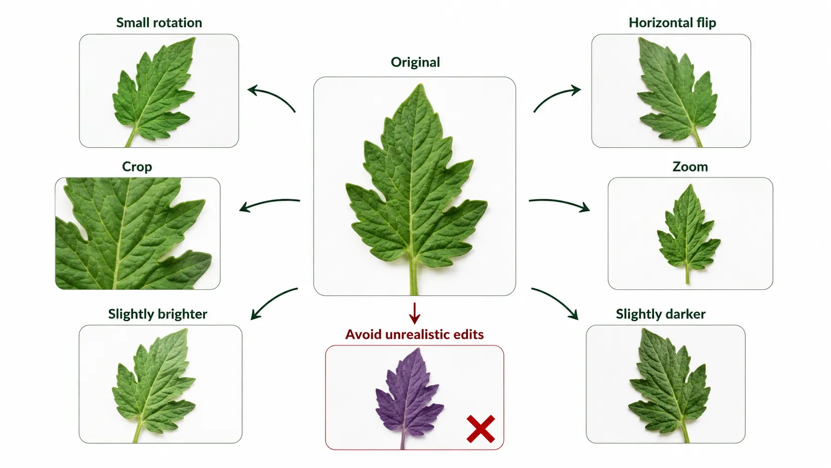 Realistic data augmentation methods for plant leaf images.