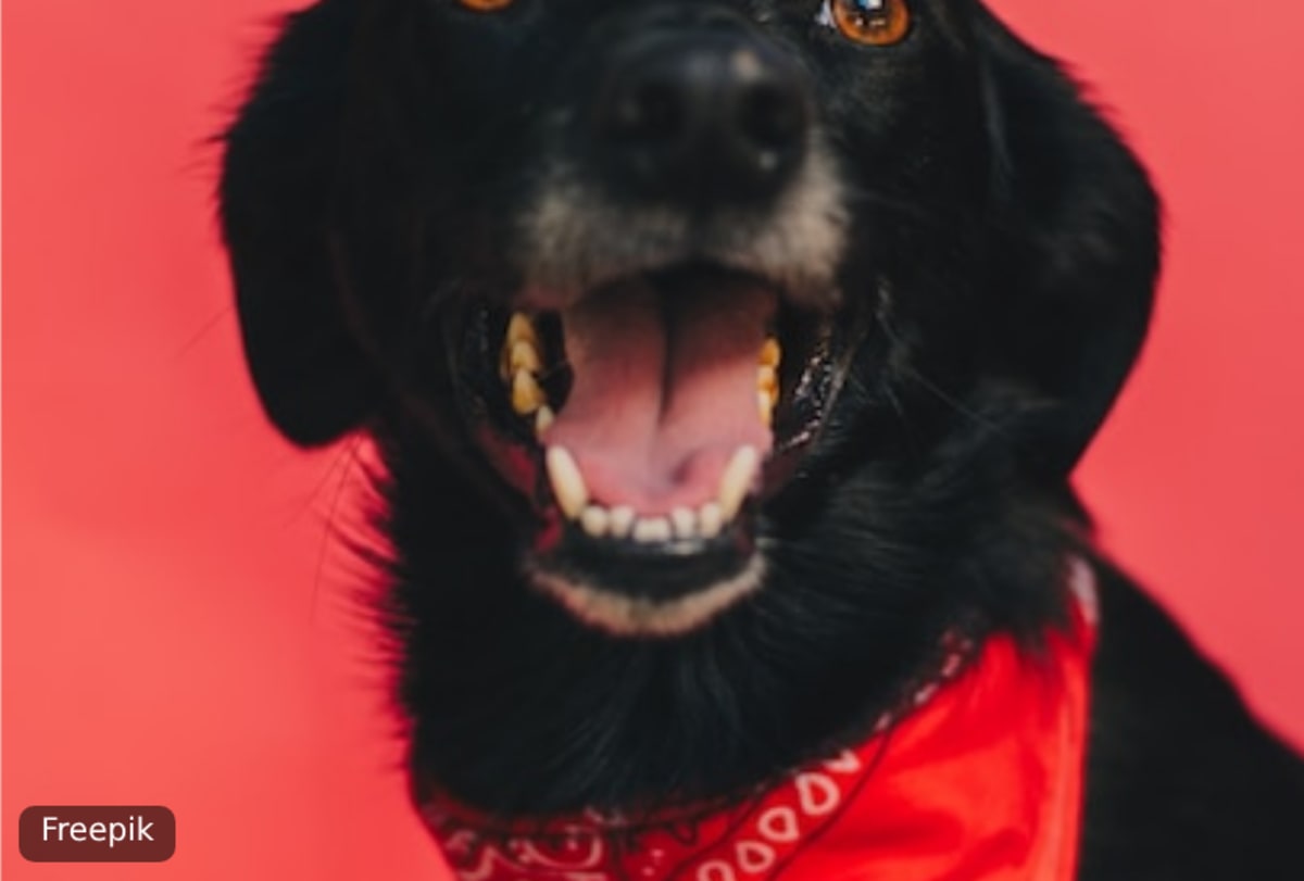 A black dog in a red bandana on a red backdrop