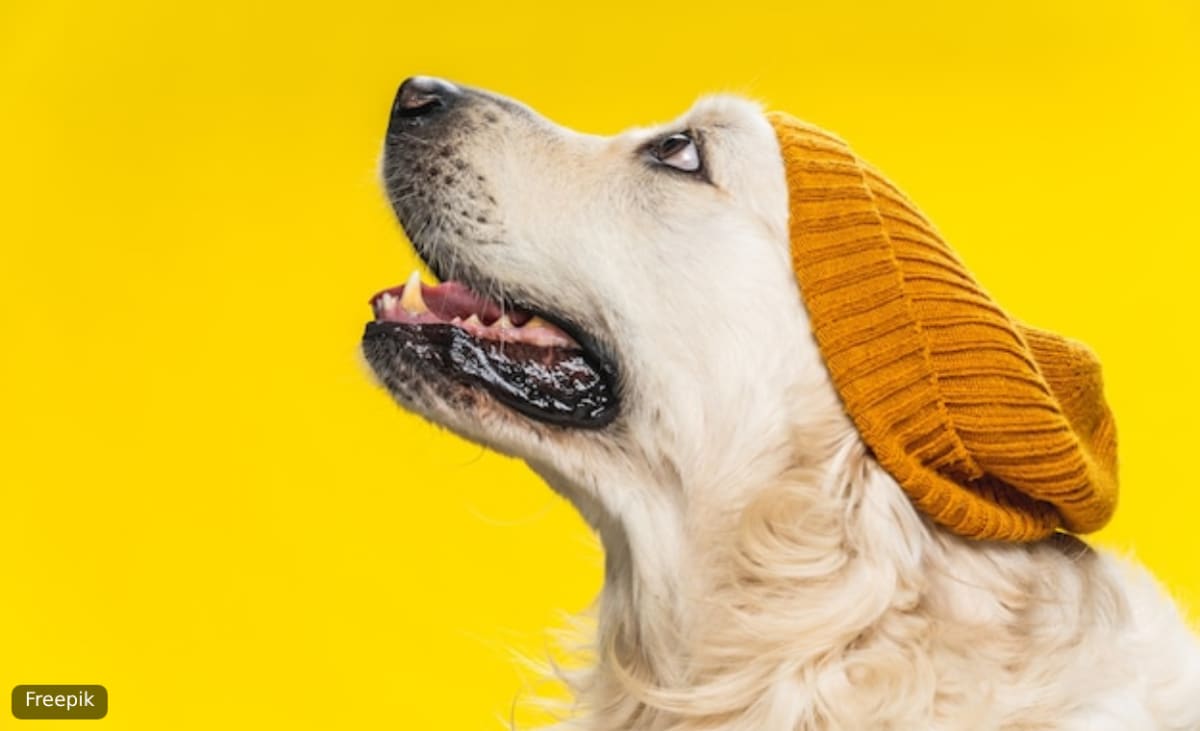 A golden retriever in a mustard beanie on a yellow backdrop