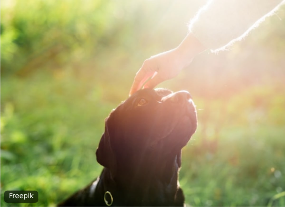 A hand resting on a dog’s head in soft sunlight