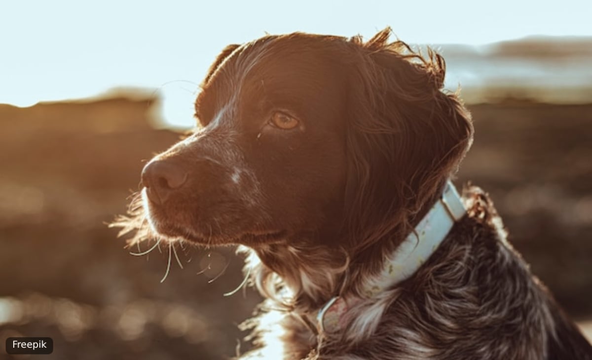 A spaniel in warm evening light