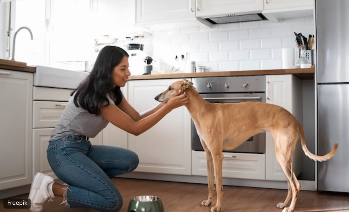 A woman feeding a whippet in a kitchen