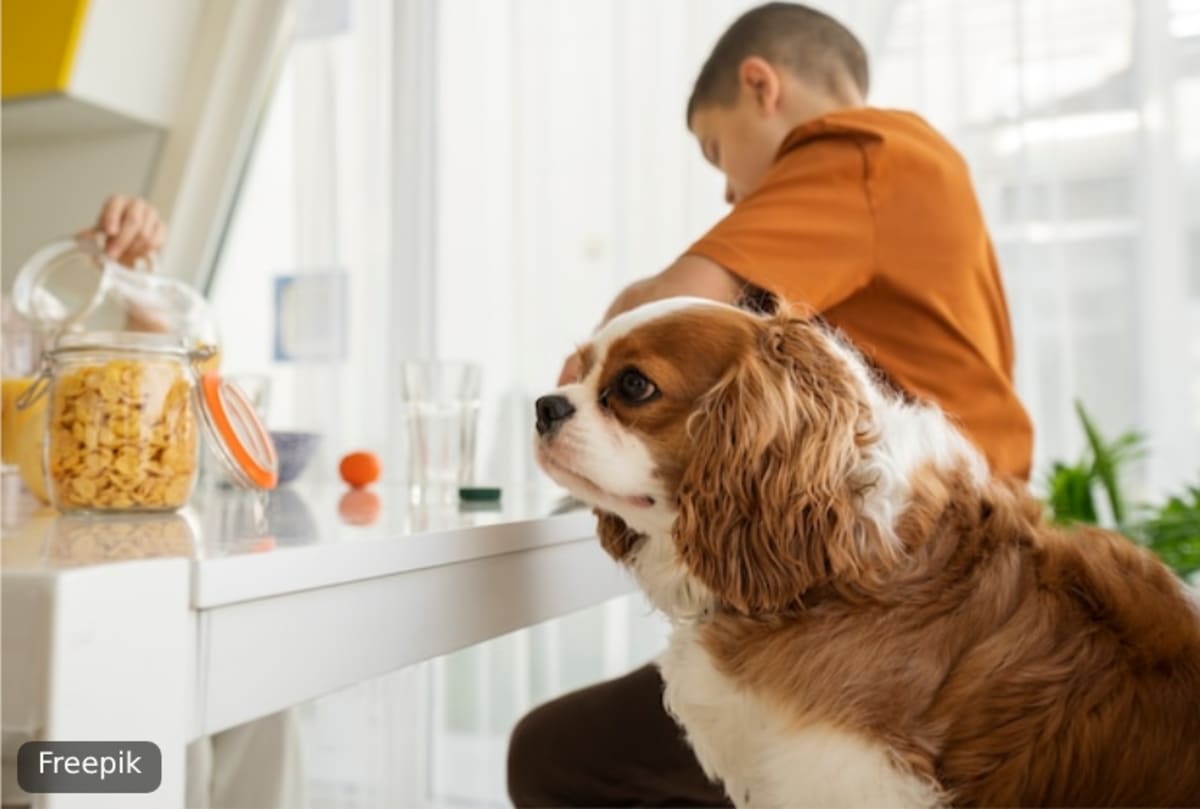 A boy and a spaniel at a kitchen counter