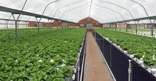 प्रदेश में पाली हाऊस में सब्जियों एवं फूलों की खेती करने से किसानों की आय में हो रही है वृद्धि