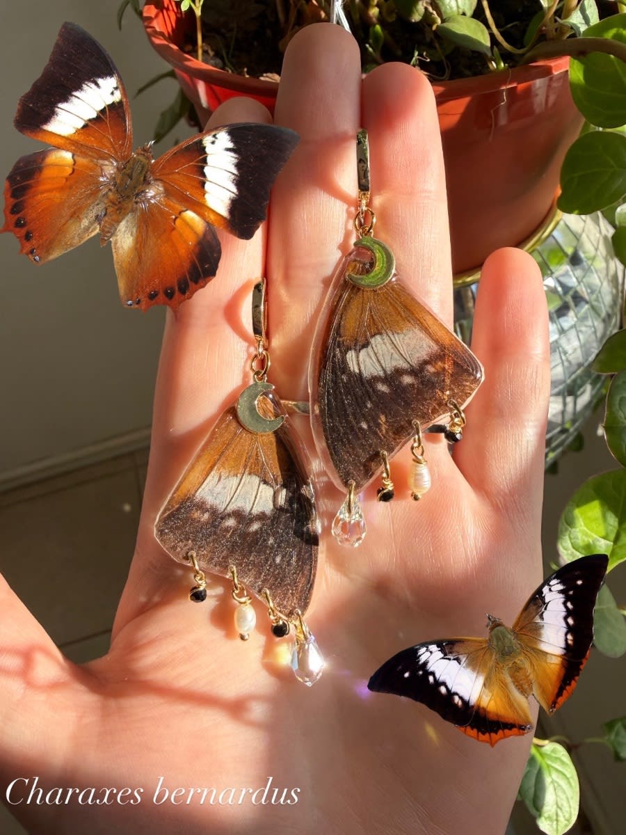 Aros Charaxes bernardus🦋