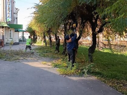 Подрядчик приступил к обрезке деревьев и кустарников