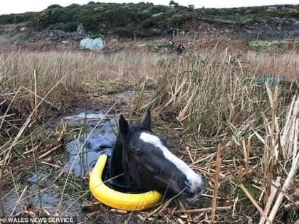 Спасатели вытащили лошадь, утопавшую в ледяной воде