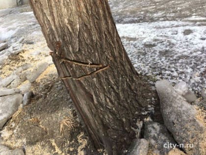 Новокузнечане пытаются спасти два дерева, которые хочет спилить владелец магазина (ФОТО)