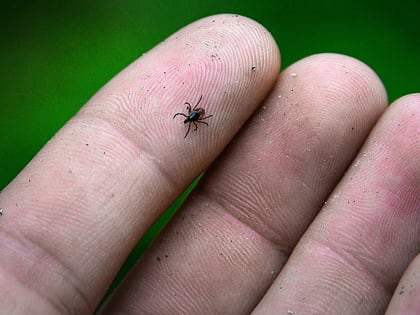 В Сибири, а также на Урале и Дальнем Востоке обнаружили новый вирус Хасеки, который передаётся от клещей