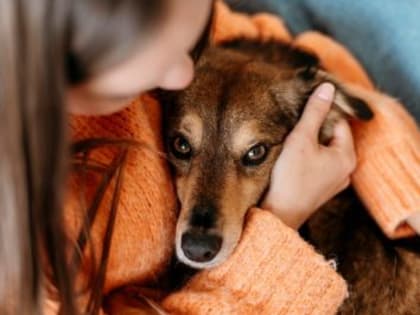 «Сначала умерла собака»: стали известны подробности карантина из-за опаснейшего вируса в Кузбассе