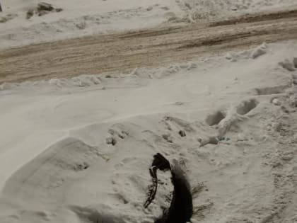 На Запсибе в снегу притаился приоткрытый колодец (ФОТО)