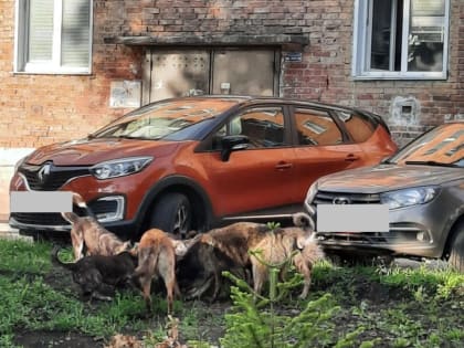 Соцсети: бездомные собаки загрызли кошку на глазах у жителей дома